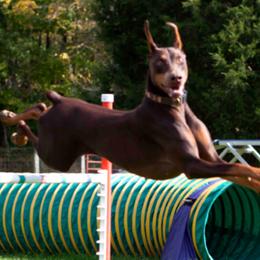 Doberman Pinschers from Merrimac Dobermans