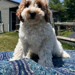Red-Mini - Parti male Goldendoodle puppy in Millville, New Jersey from Michelle's Doodles