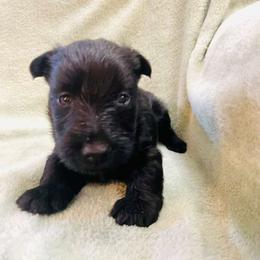 Ziggy - Black male Scottish Terrier puppy in Coeur D'alene, Idaho from Kimball Kennels