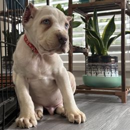 Red Collar - Fawn male Cane Corso puppy in Gwinnett County, Georgia from Better Than You Cane Corso’s