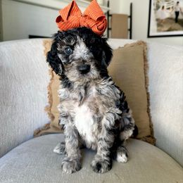 Cider - Merle female Labradoodle puppy in Newark, Ohio from Raising Doodles