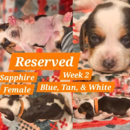 Sapphire-Orange-Female - Blue tan and white female Beagle puppy in Bemidji, Minnesota from Nse Farms Beagles