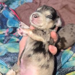 Dapple Male - Dapple male Dachshund puppy in Fulton, Missouri from New Hope Dachshund Puppies