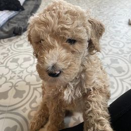 Goldendoodle Puppies from River Bend Goldendoodles