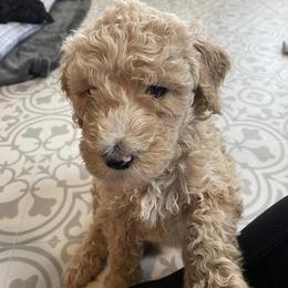 Goldendoodle Puppies from River Bend Goldendoodles