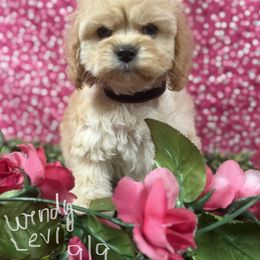 Wendy Dk.Pink - Golden female Cockapoo puppy in Haines City, Florida from Camic Cockapoos