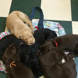 Dilute Retriever Puppies from Virdin’s Silver Labs