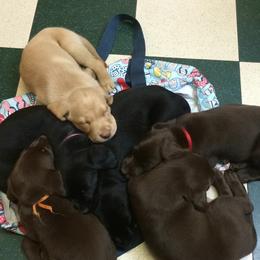 Dilute Retriever Puppies from Virdin’s Silver Labs