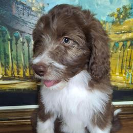 Seraphina - Brown and white female Aussiedoodle puppy in Grand Saline, Texas from Aussies Acre