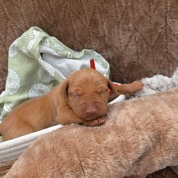 Mr Red - Golden rust male Vizsla puppy in Lexington, Kentucky from Summit Vizsla (we can deliver to you)