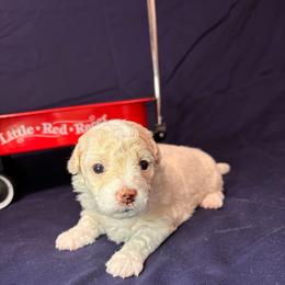 Coco-white collar - White and cream female Bichon Frise puppy in 63101 (St. Louis Metro Area), Missouri from BichonSTL