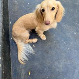 AKC Charlee - Cream female Dachshund puppy in Cherry Valley, California from Sugar and Spice Dachshunds