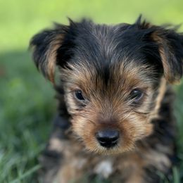 Yorkshire Terriers from Yorkie Love