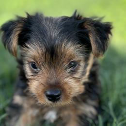 Yorkshire Terriers from Yorkie Love