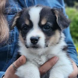 Poppy - Black and tan female Pembroke Welsh Corgi puppy in Sidney, Ohio from Cozy Corgi Ranch
