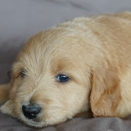 Aussiedoodle Puppies from Vesbach Doodle Valley Farm