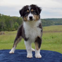 Australian Shepherds from KT’s Aussies