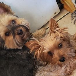 Yorkshire Terriers from Anderson Yorkies