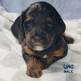 Uno - Tri-color male Australian Labradoodle puppy in Beecher, Illinois from Erica’s Doodles