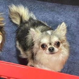 Nam - Chihuahua