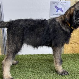 Yellow Girl - Pepper and salt Giant Schnauzer puppy in Goodrich, Texas from Silver Creek Giant Schnauzers