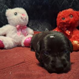 Eve - Black female Labrador Retriever puppy in Bemidji, Minnesota from Northern Star Elite Quality Labrador Retrievers