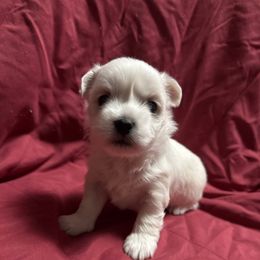 Wue - White female Coton de Tulear puppy in Boise, Idaho from Avana Cotons
