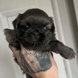 Juliet - Blue female Shih Tzu puppy in Lancaster, Ohio from Wandering Tzu