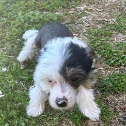 Hairy hairless boy - Black white and tan male Chinese Crested puppy in Rockvale, Tennessee from Cosmic Chinese Cresteds & Wind-Echo Poodles