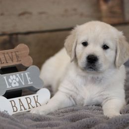 Goose-Grey - Golden Retriever puppy from Dandelion Meadows Farm