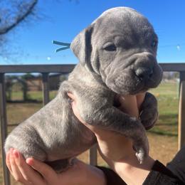 Uh-Huh-light blue - Brindle male Companion Cross puppy in Calimesa, California from Teakwoodpoodleofsocal