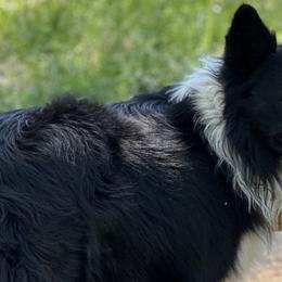 Border Collies and Miniature Schnauzers from Circle R Sidney