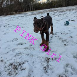 Pink - Red and rust female Doberman Pinscher puppy in Knox, Indiana from Double River Dobermans