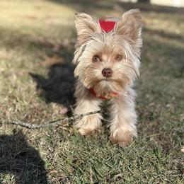 Theo - Yorkshire Terrier