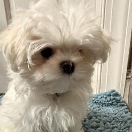 Brown Collar - White male Maltese puppy in Trinity, Alabama from Tina's Maltese