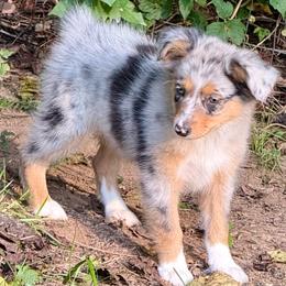 Aurora - Blue merle female Miniature Australian Shepherd puppy in Patterson, North Carolina from DreamLine Aussies