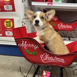 Pembroke Welsh Corgi Puppies from G & H Corgis
