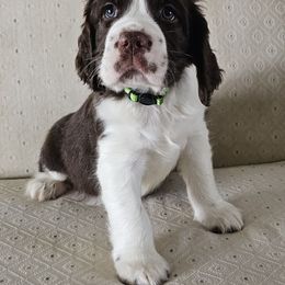 Boy 4 - male English Springer Spaniel puppy in Newville, Pennsylvania from Davis English Springer Spaniels