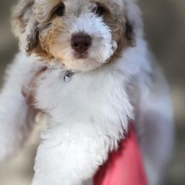 Bingo - Parti male Poodle puppy in Coolidge, Arizona from Effervescent-Pooches