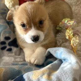 Boy 1 - Sable male Pembroke Welsh Corgi puppy in Tucson, Arizona from Sierrita Mountain Corgis