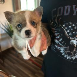 Girl 4 - Sable female Pembroke Welsh Corgi puppy in Greenwood, South Carolina from JOY Farms