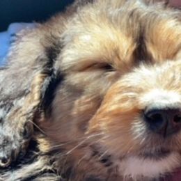 Bernedoodles, Goldendoodles, and Labradoodles from Dreamy Doodles