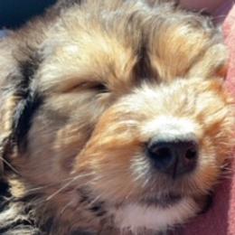 Bernedoodles, Goldendoodles, and Labradoodles from Dreamy Doodles