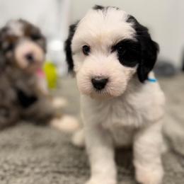 Christmas Vacation - Tri-color female Bernedoodle puppy in Hegins, Pennsylvania from Bubbling Springs Doodles, LLC