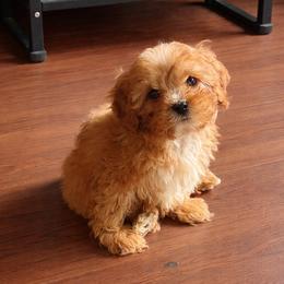 Yogi - Red male Cavapoo puppy in Conway, Missouri from Jordan  Harrison