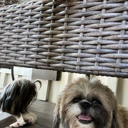 Miniature Schnauzer and Shih Tzu All Grown Up from Beards of Glory