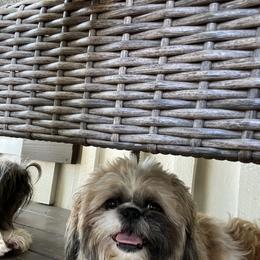 Miniature Schnauzer and Shih Tzu All Grown Up from Beards of Glory