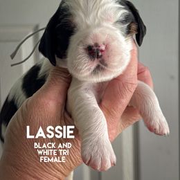 Lassie - Black white and tan female English Springer Spaniel puppy in Yellville, Mississippi from Butterfield Trail Farm
