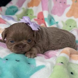 Yara - Chocolate blue female Chihuahua puppy in Newport Beach, California from Exotic City Pomeranians and chihuahuas