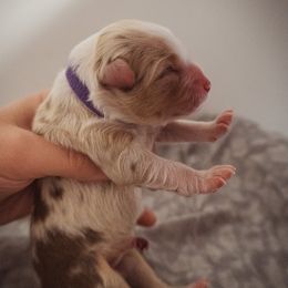 Australian Shepherd Puppies from Kelly Krew Aussies